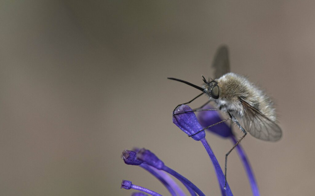 macrophotographie club photo souillac images